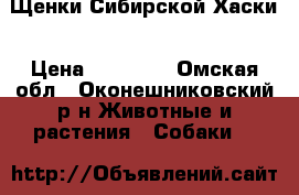 Щенки Сибирской Хаски › Цена ­ 10 000 - Омская обл., Оконешниковский р-н Животные и растения » Собаки   